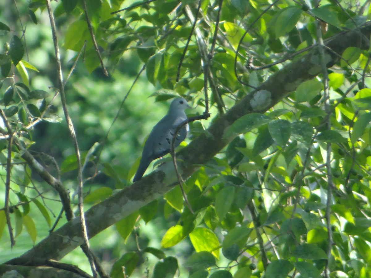 Blue Ground Dove - ML279159801