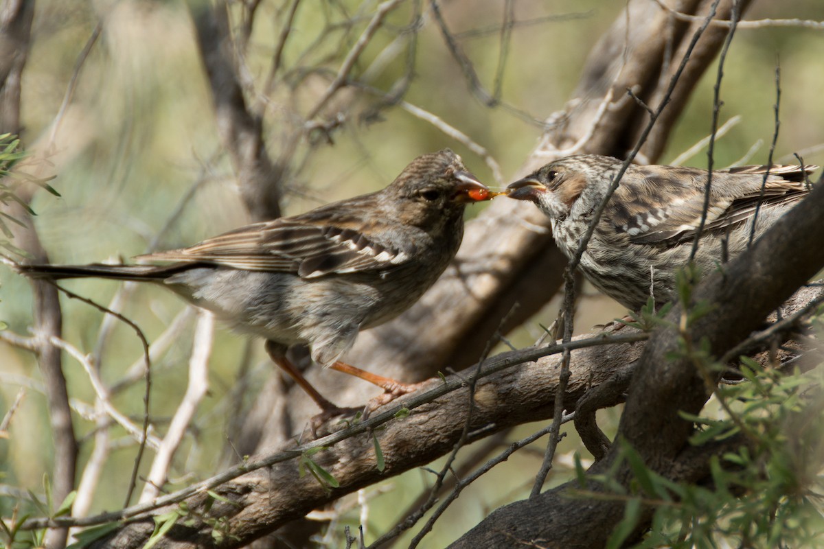 Mourning Sierra Finch - ML279161761