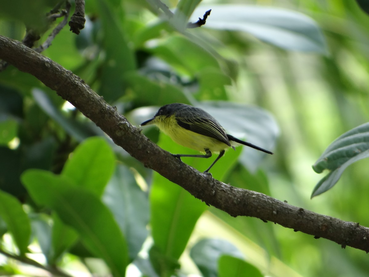 Common Tody-Flycatcher - ML279161981