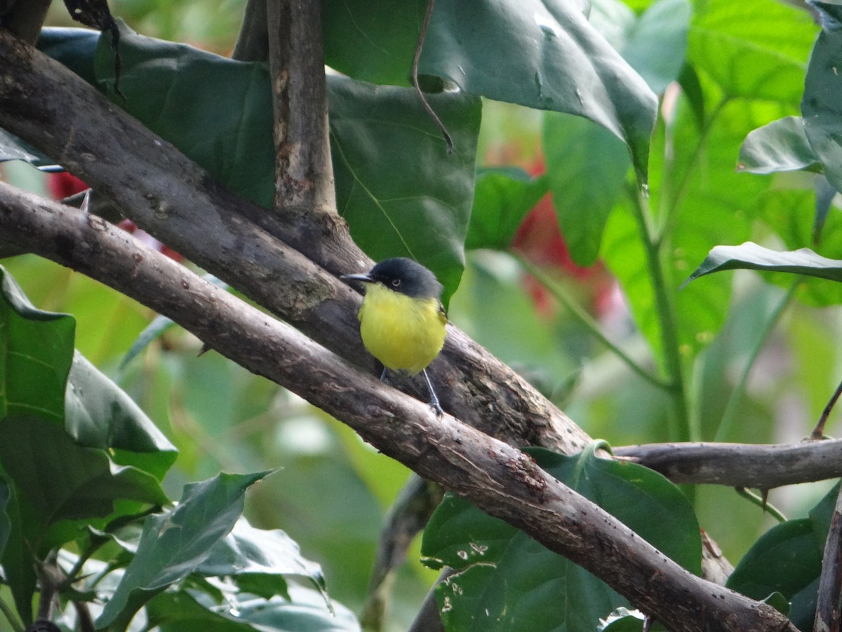 Common Tody-Flycatcher - Aurelio Nuñez