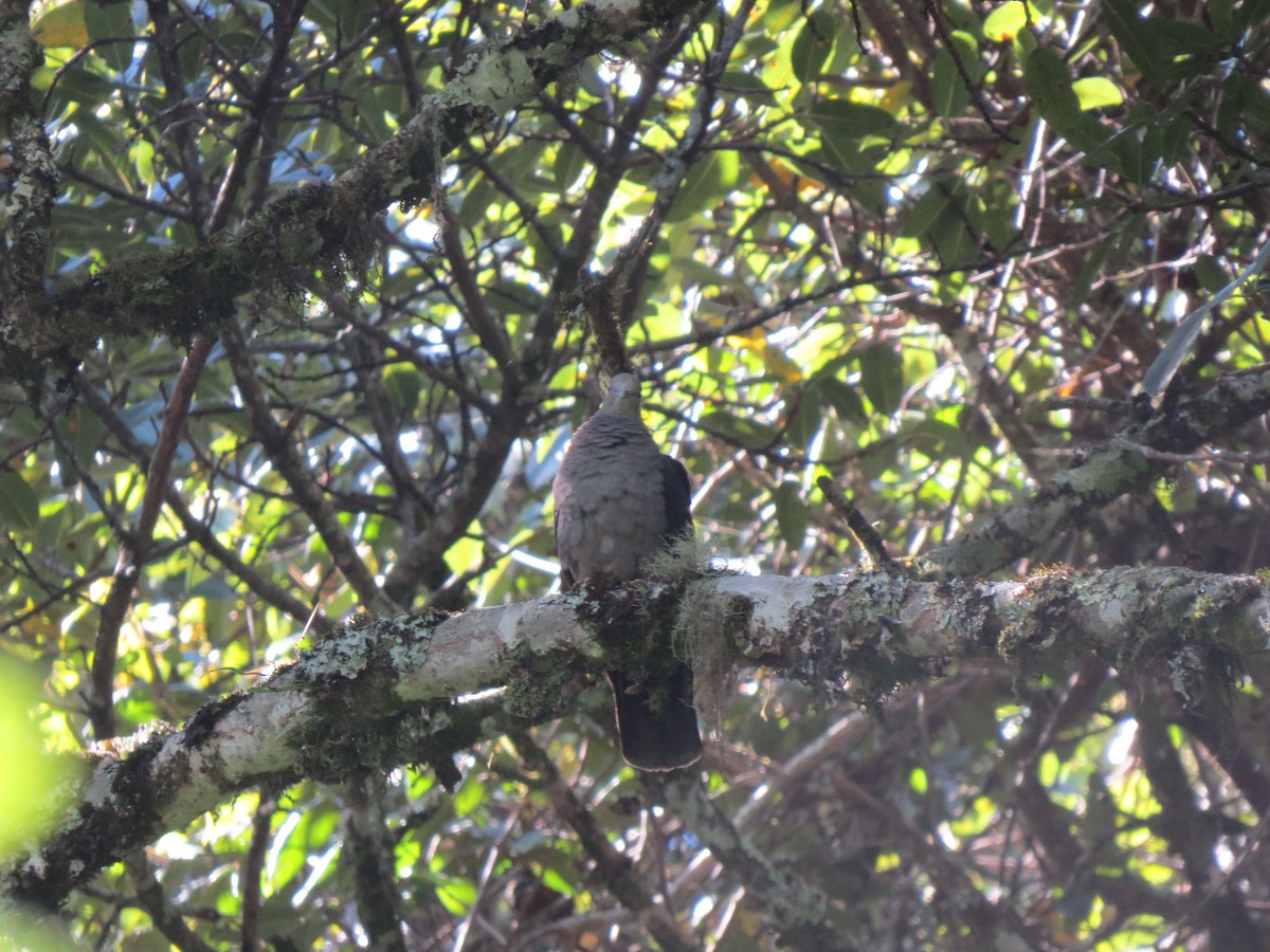 Delegorgue's Pigeon - ML27916231