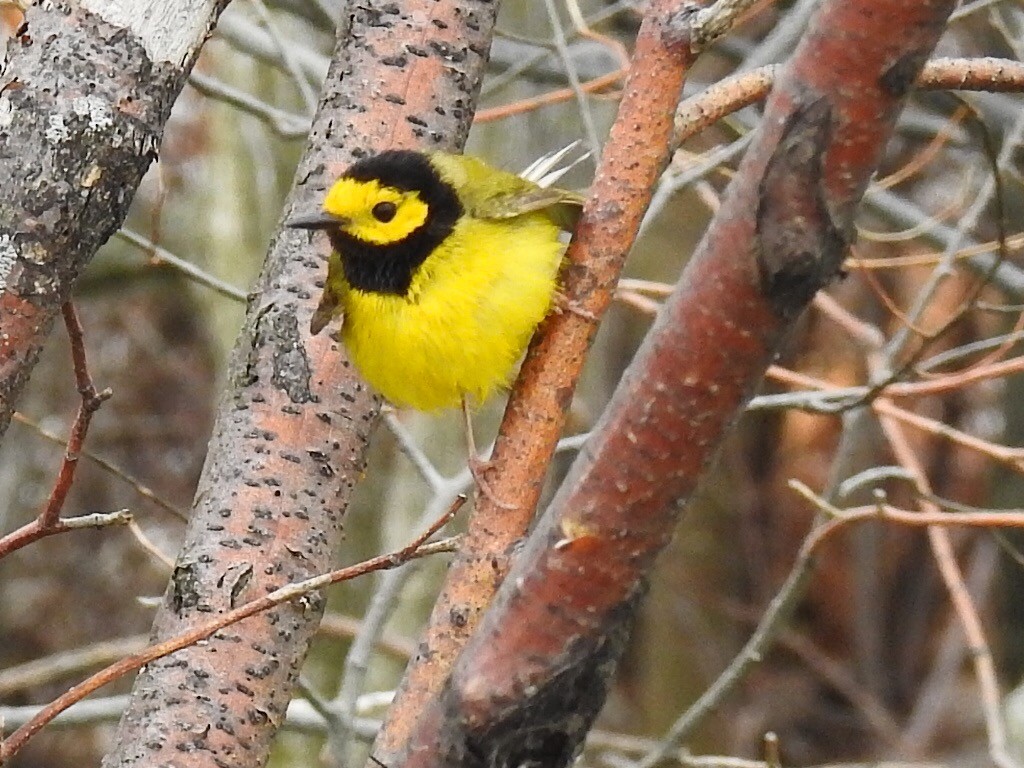 Hooded Warbler - ML27916291