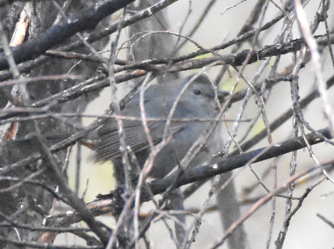 Gray Catbird - ML27916411