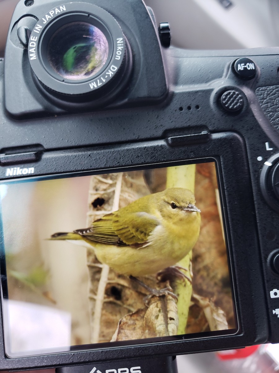 lesňáček olivový - ML279165221