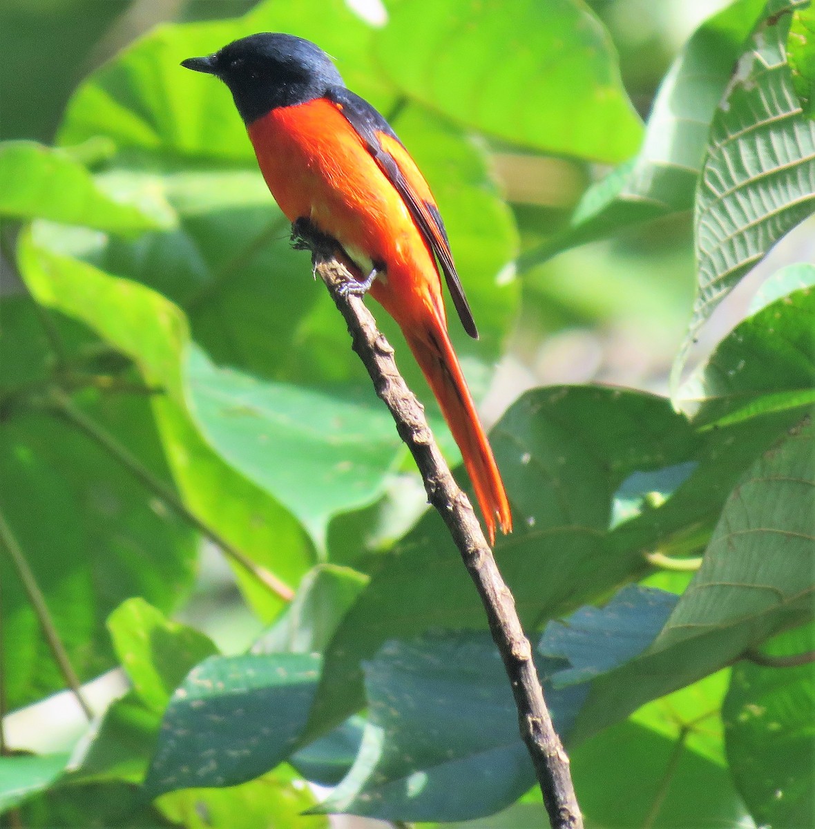 Minivet écarlate - ML279165241