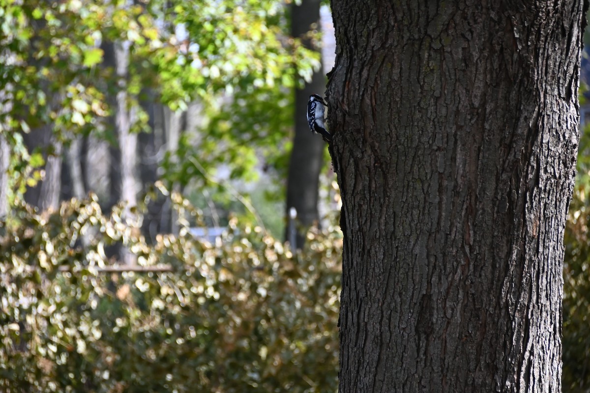 Hairy Woodpecker - ML279165821