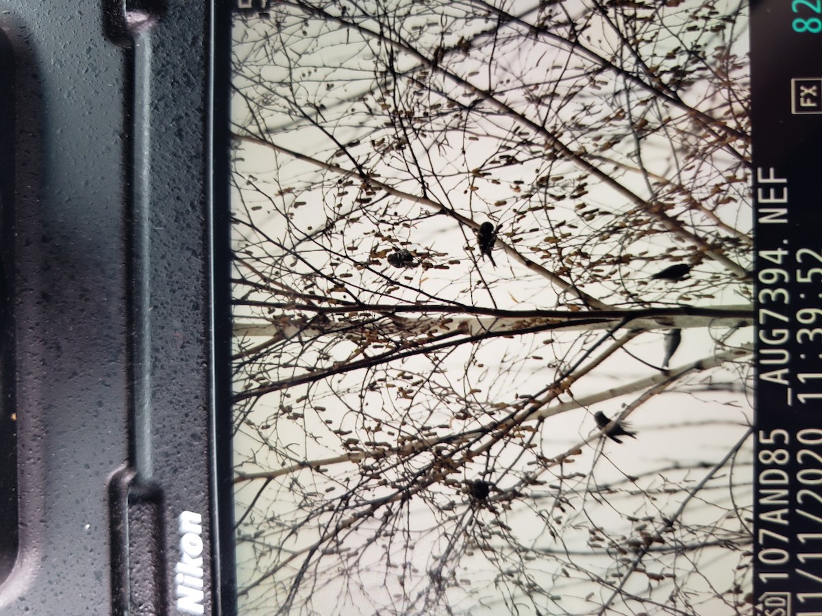 čečetka zimní (ssp. flammea/rostrata/islandica) - ML279165961