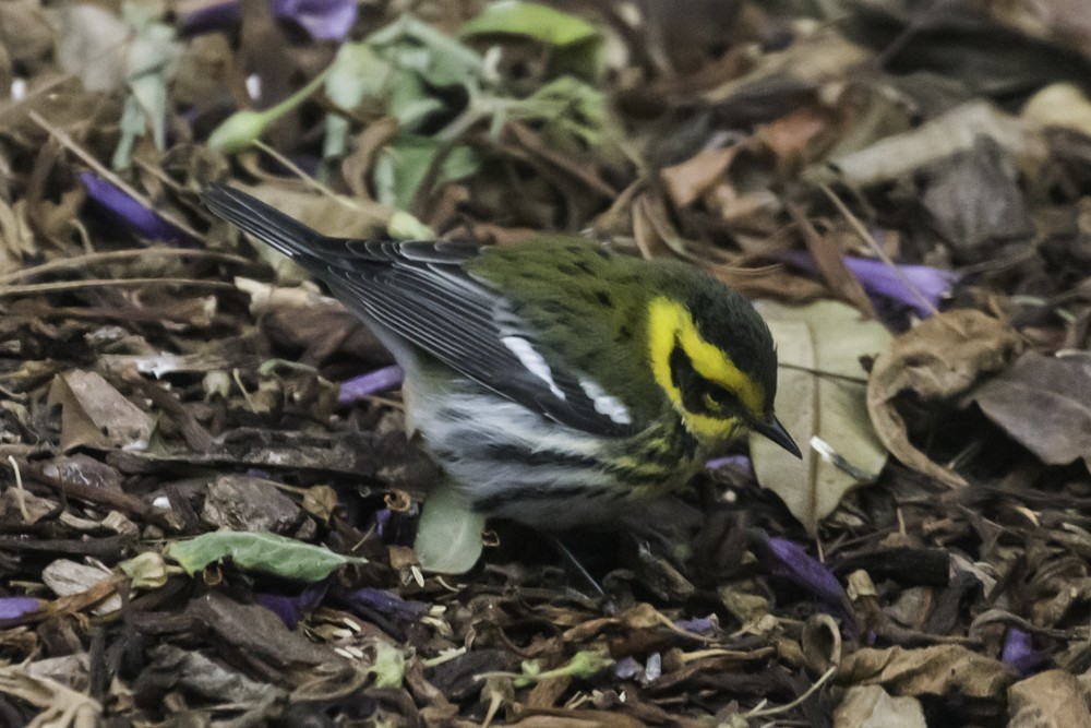 Townsend's Warbler - ML279166051