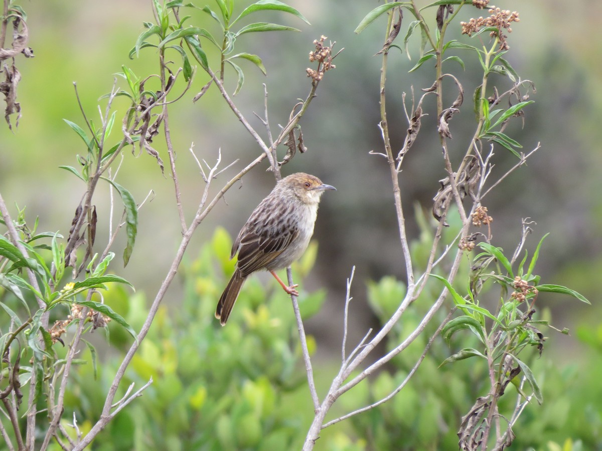 Lynes's Cisticola - James Bradley