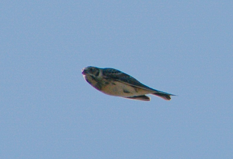 Lapland Longspur - ML279168321