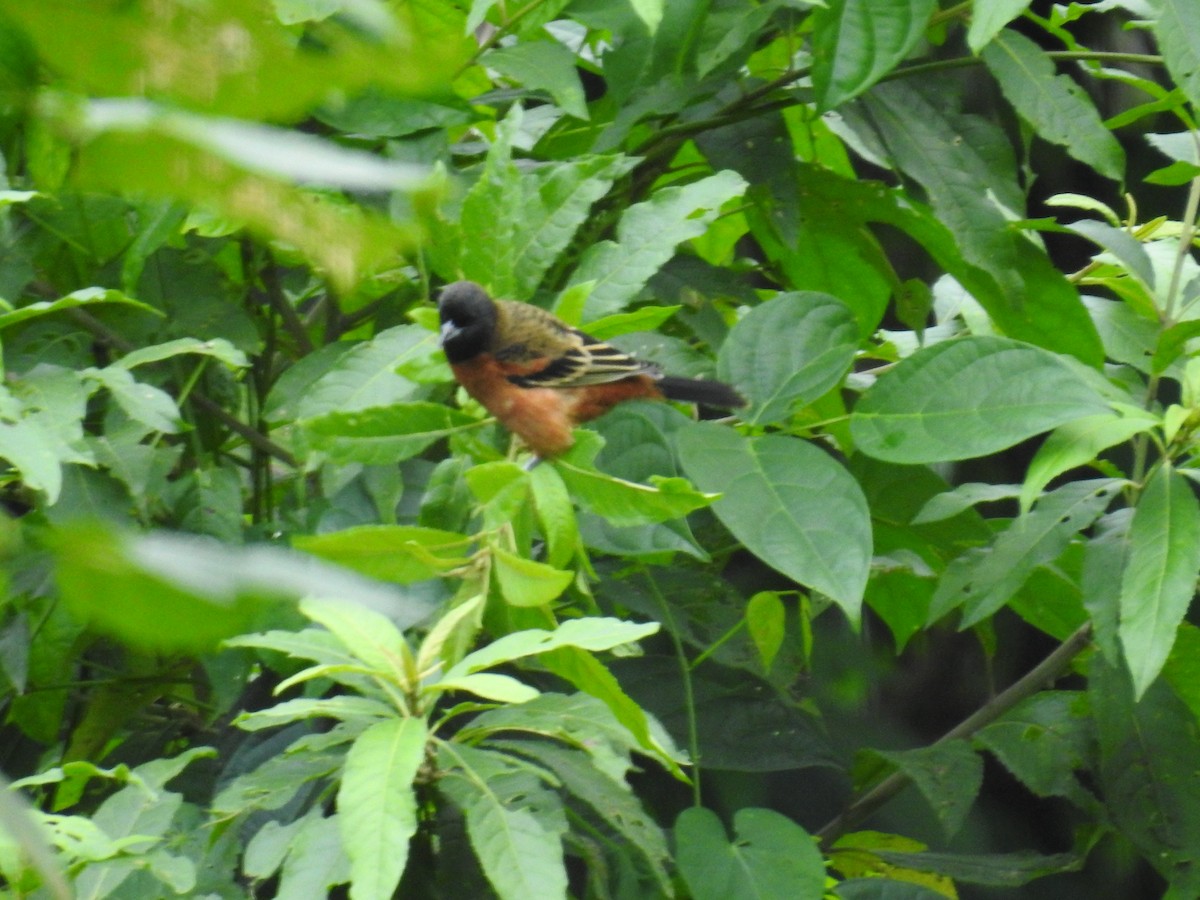 Orchard Oriole - Heidi Pasch de Viteri