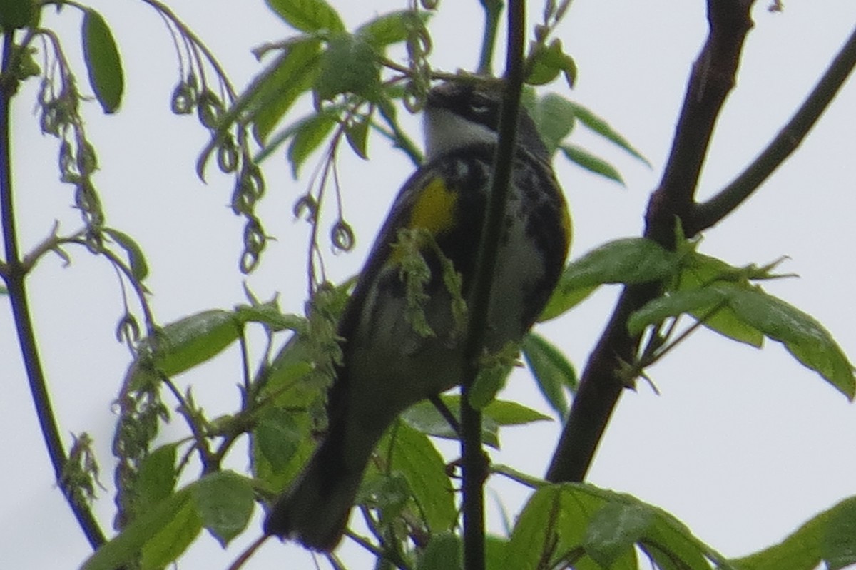 Yellow-rumped Warbler - ML27917121