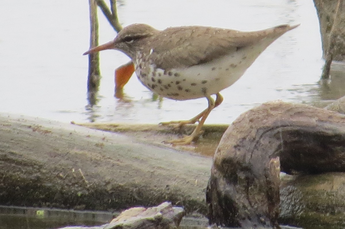 Spotted Sandpiper - ML27917181