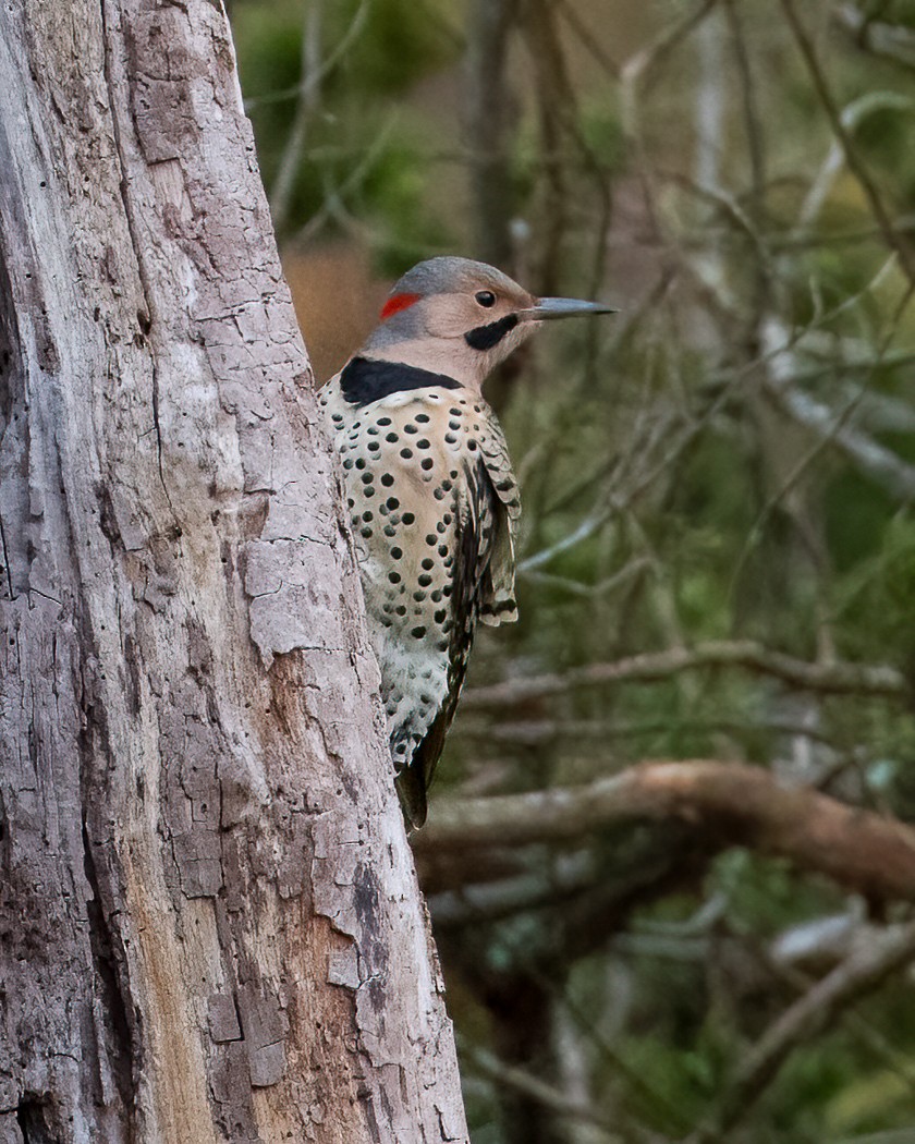 Northern Flicker - ML279172561