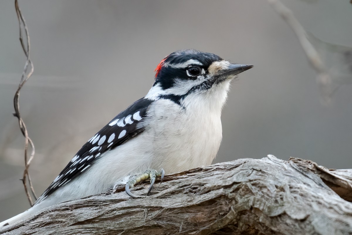 Downy Woodpecker - ML279172671