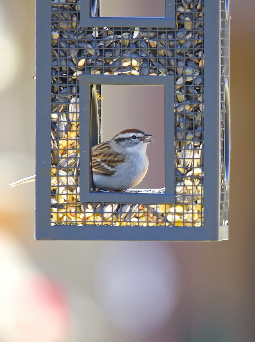 Chipping Sparrow - ML279173021