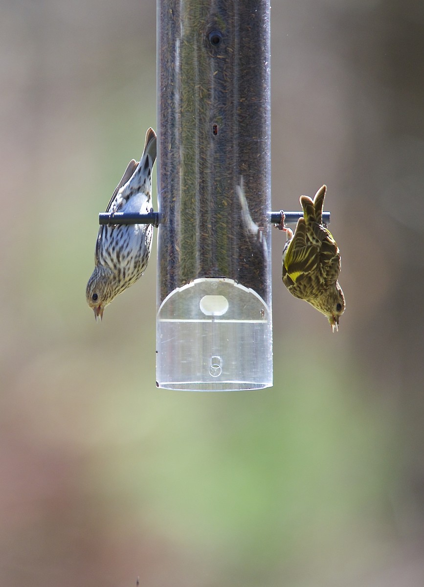 Pine Siskin - ML279173061