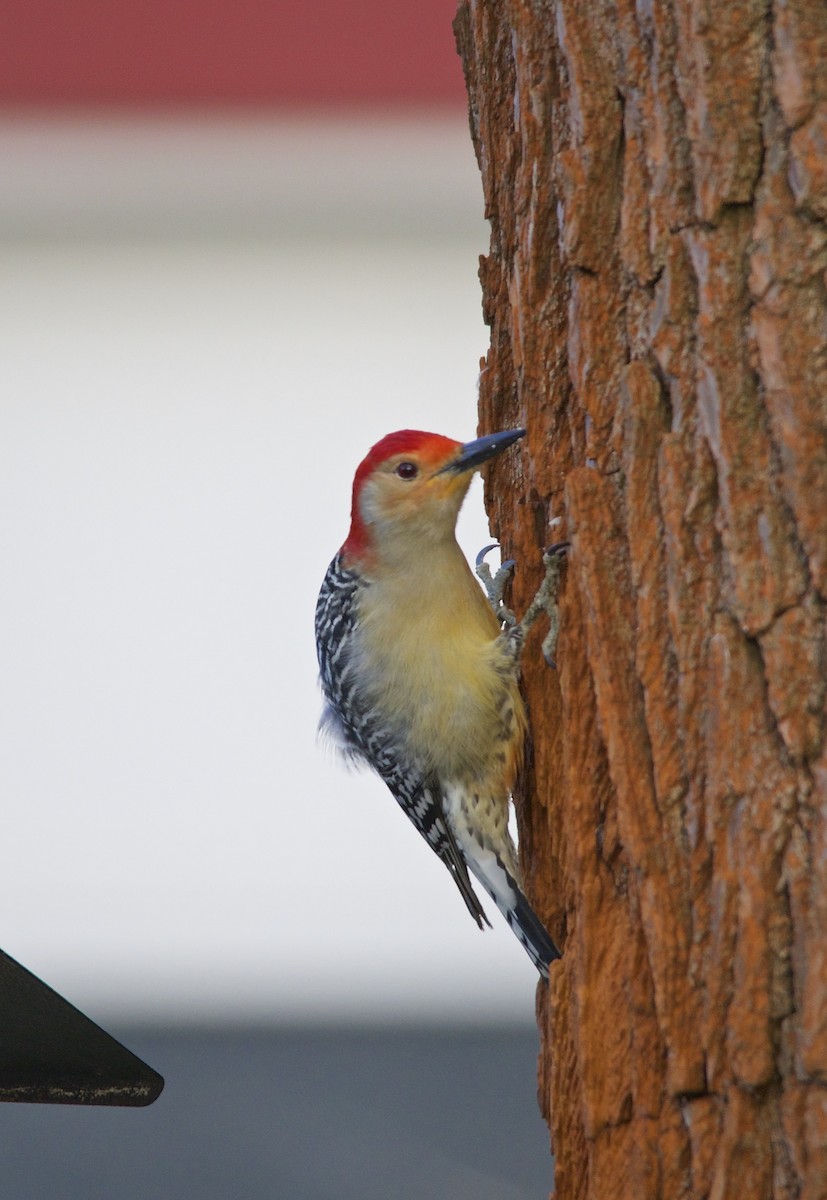 Red-bellied Woodpecker - ML279173121