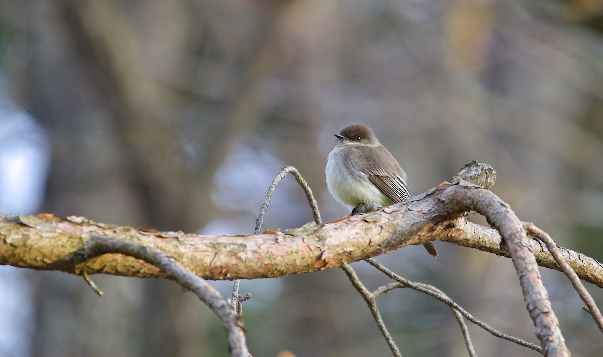 Eastern Phoebe - ML279173161