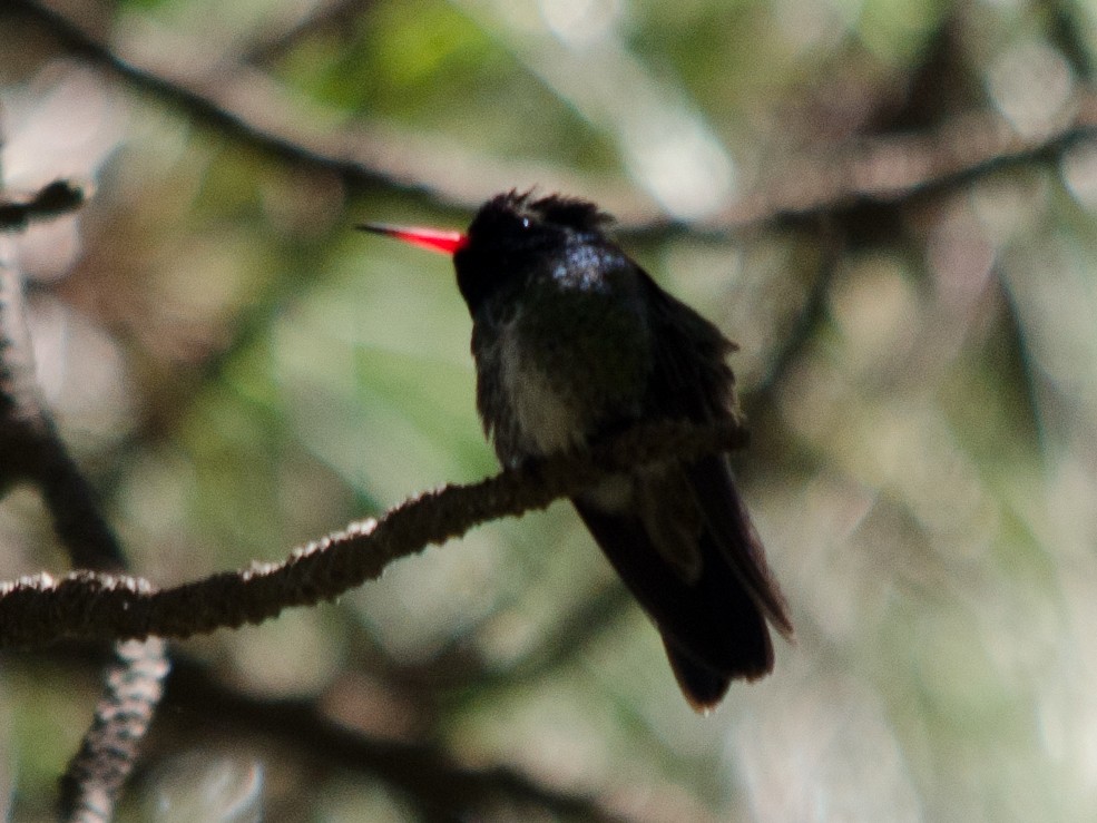 White-eared Hummingbird - ML279173261
