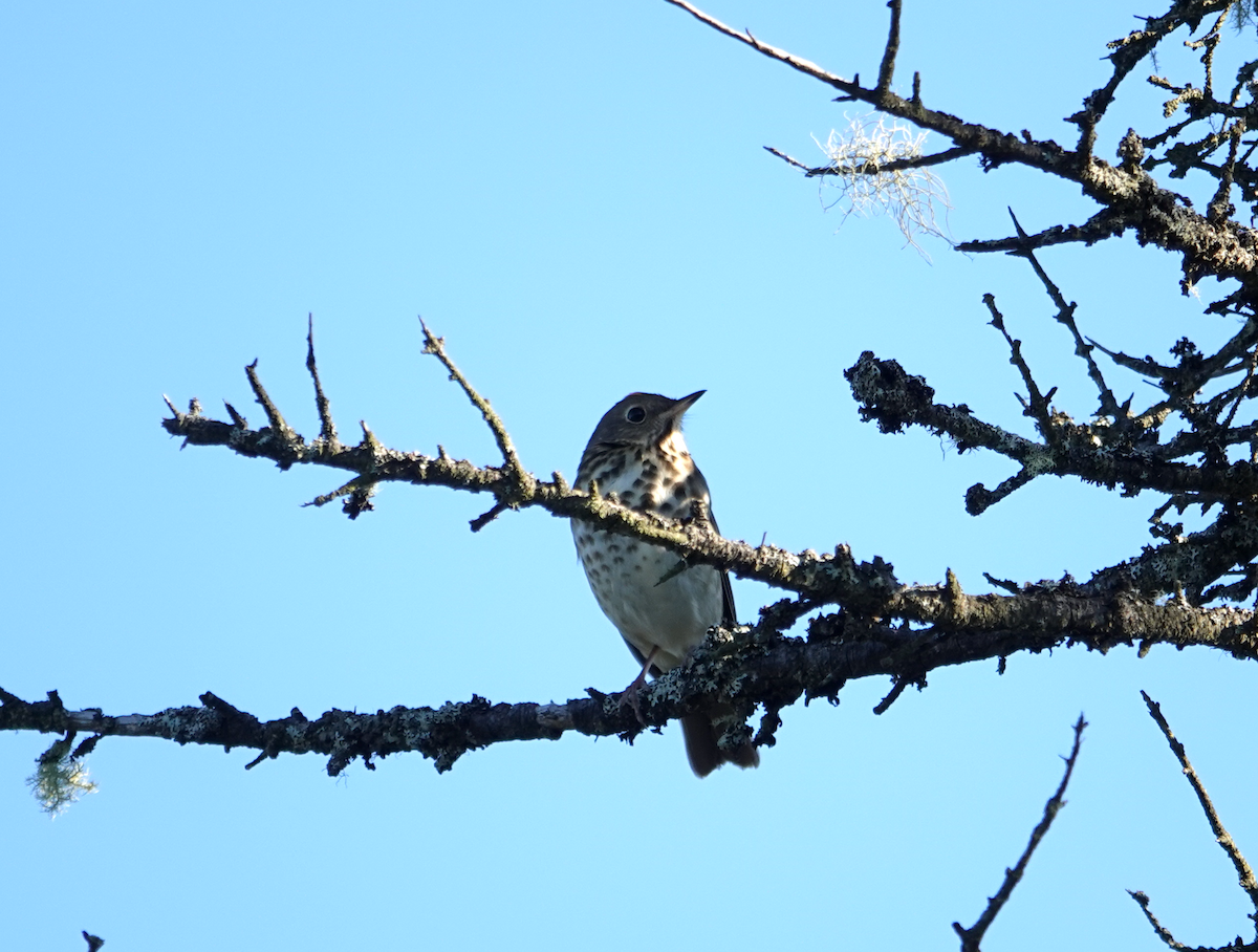 Hermit Thrush - ML279174301