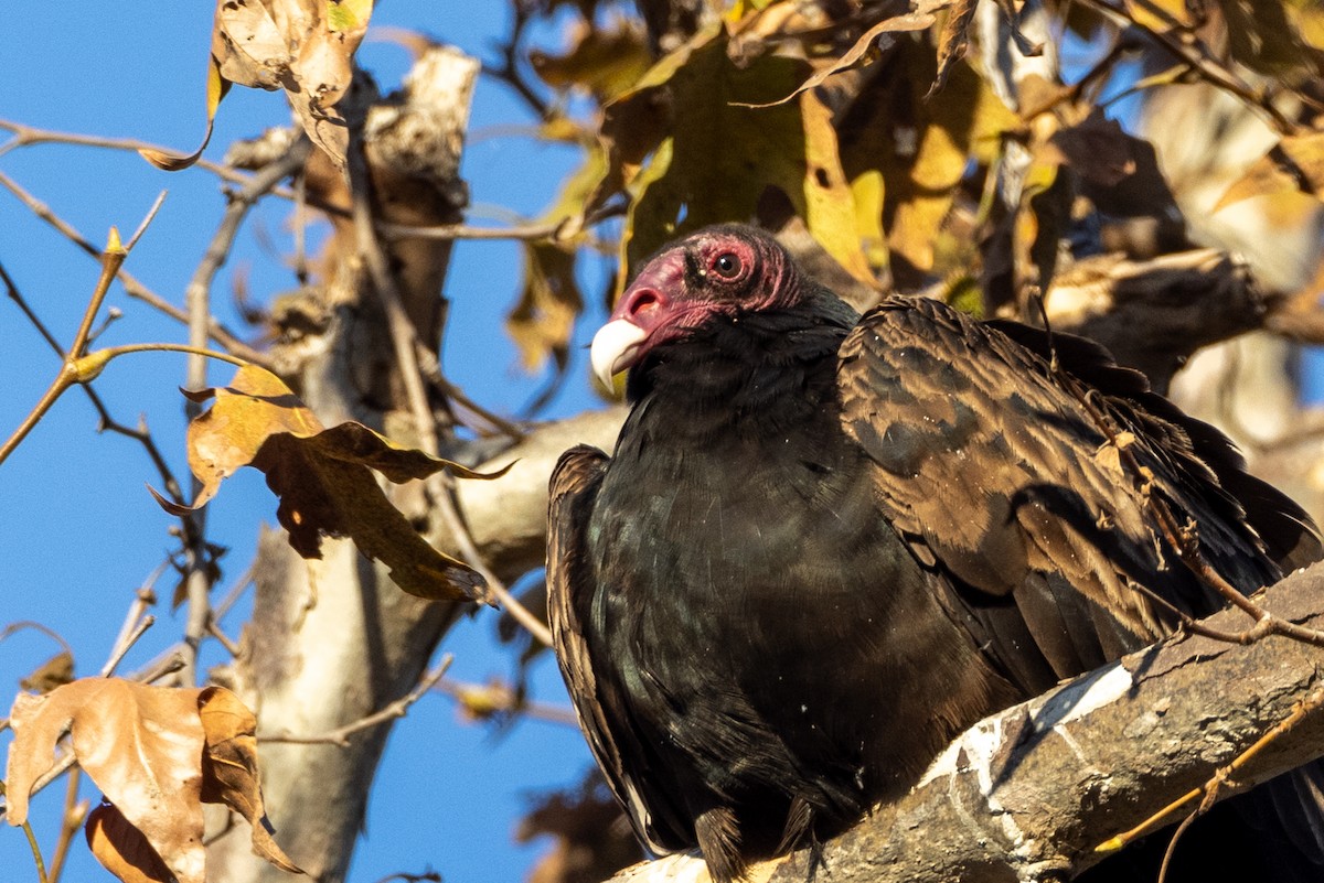 Turkey Vulture - Randy Ehler