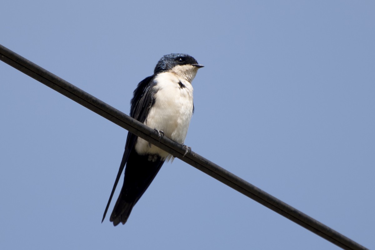 Blue-and-white Swallow - ML27917451