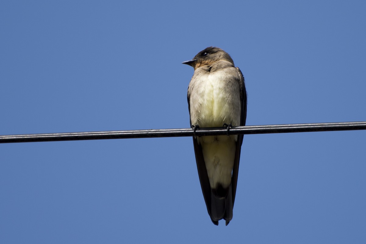 Southern Rough-winged Swallow - ML27917481