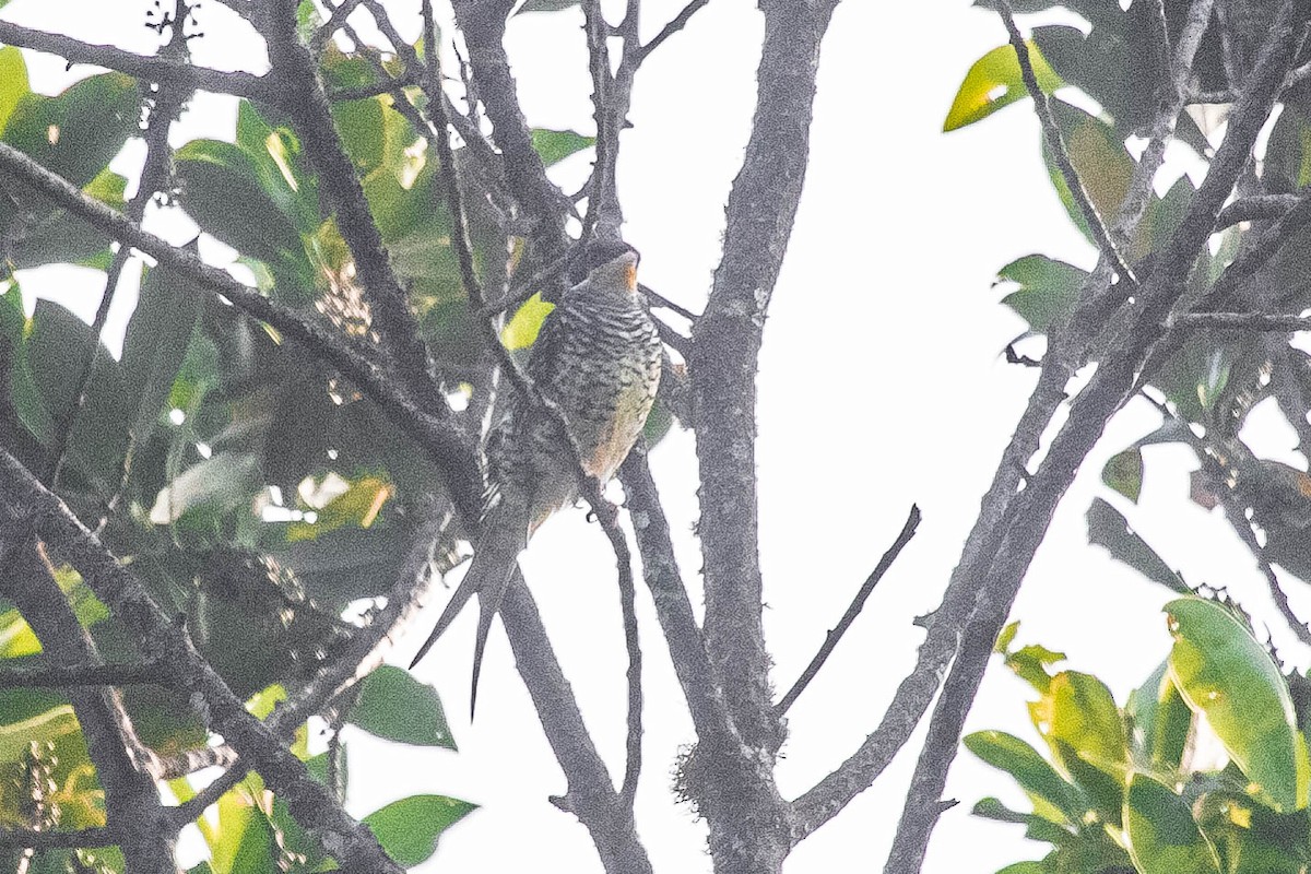 Swallow-tailed Cotinga - ML279176121