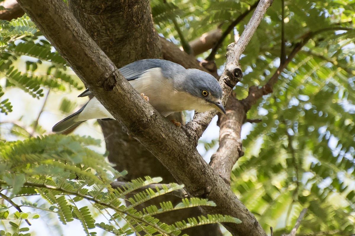 Hooded Tanager - ML27917621