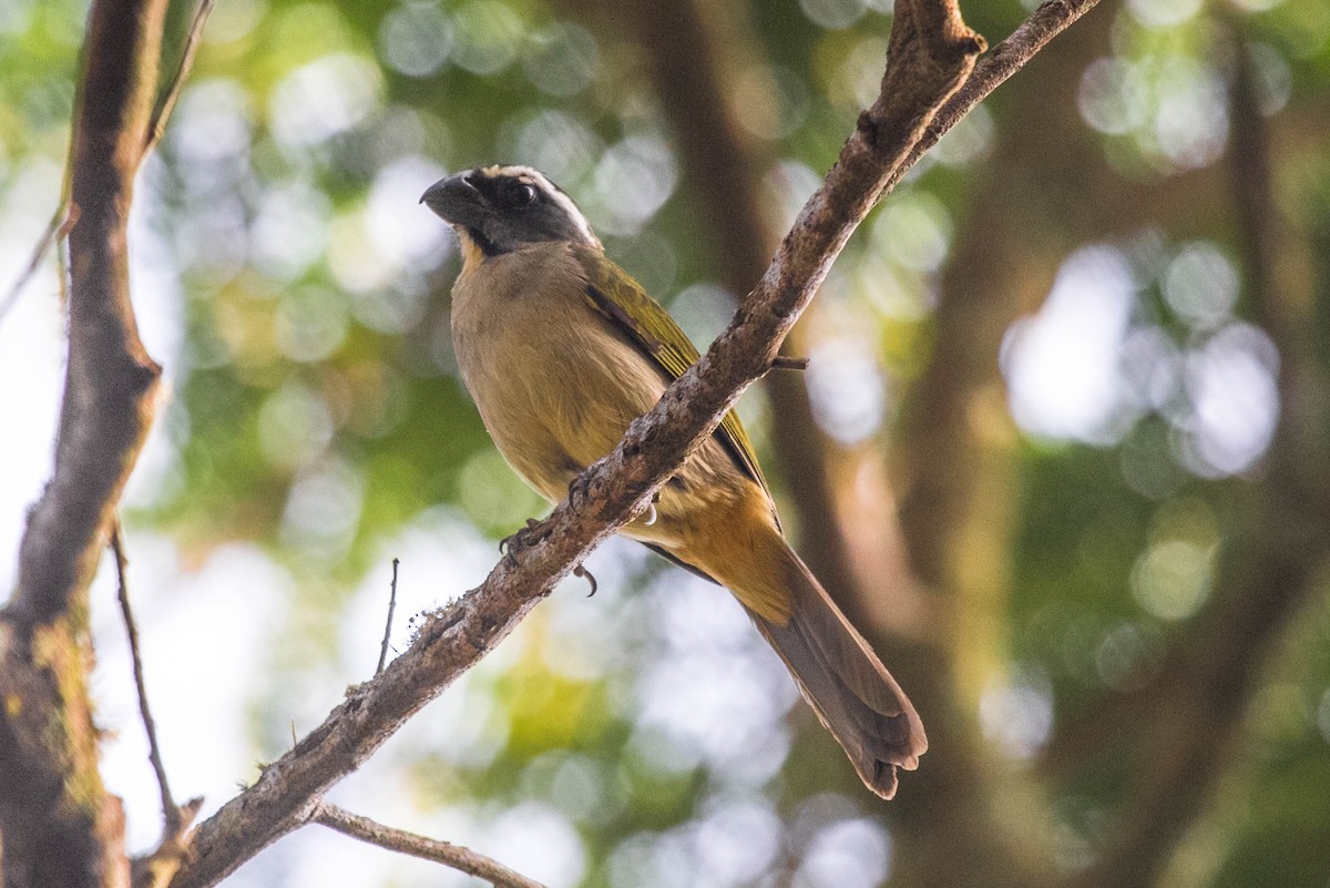 Thick-billed Saltator - Michael Hooper