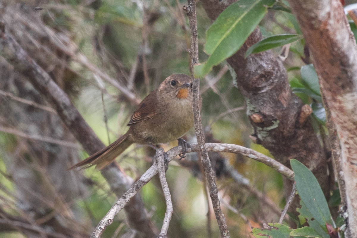 Itatiaia Spinetail - ML279176471