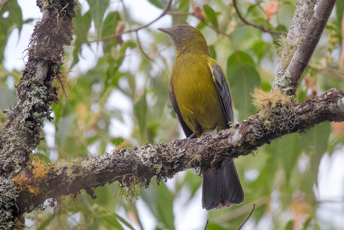 Gray-winged Cotinga - Michael Hooper