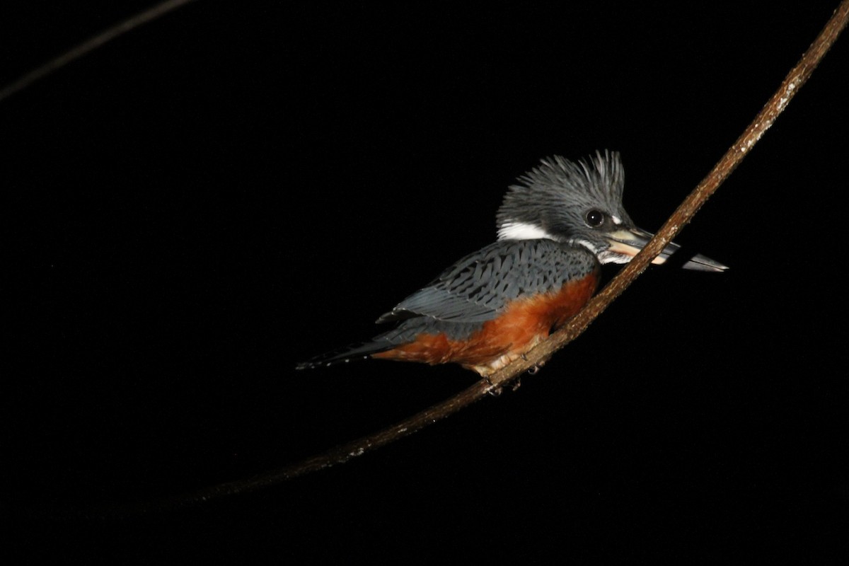 Ringed Kingfisher - Charles Davies