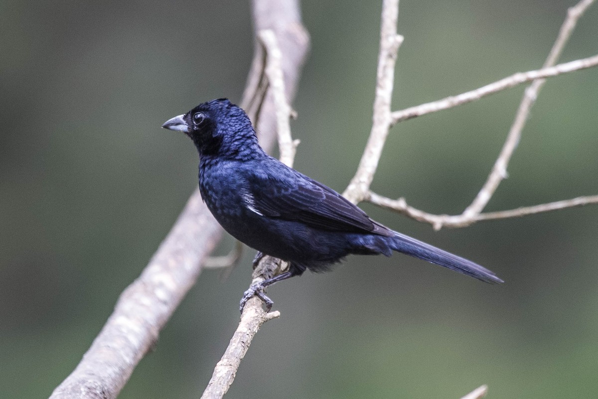 Ruby-crowned Tanager - Michael Hooper