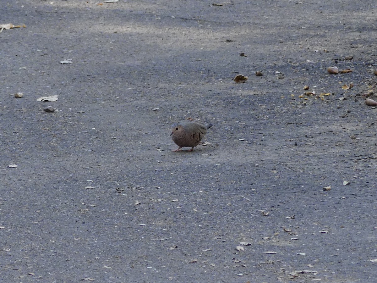 Common Ground Dove - ML279178911