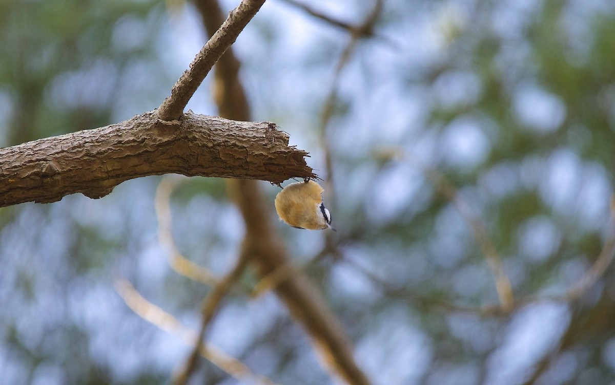 Red-breasted Nuthatch - ML279179291
