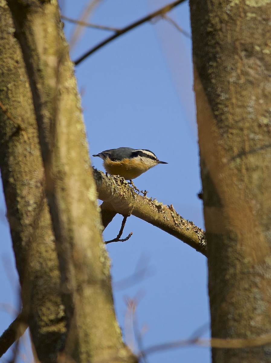 Red-breasted Nuthatch - ML279179301
