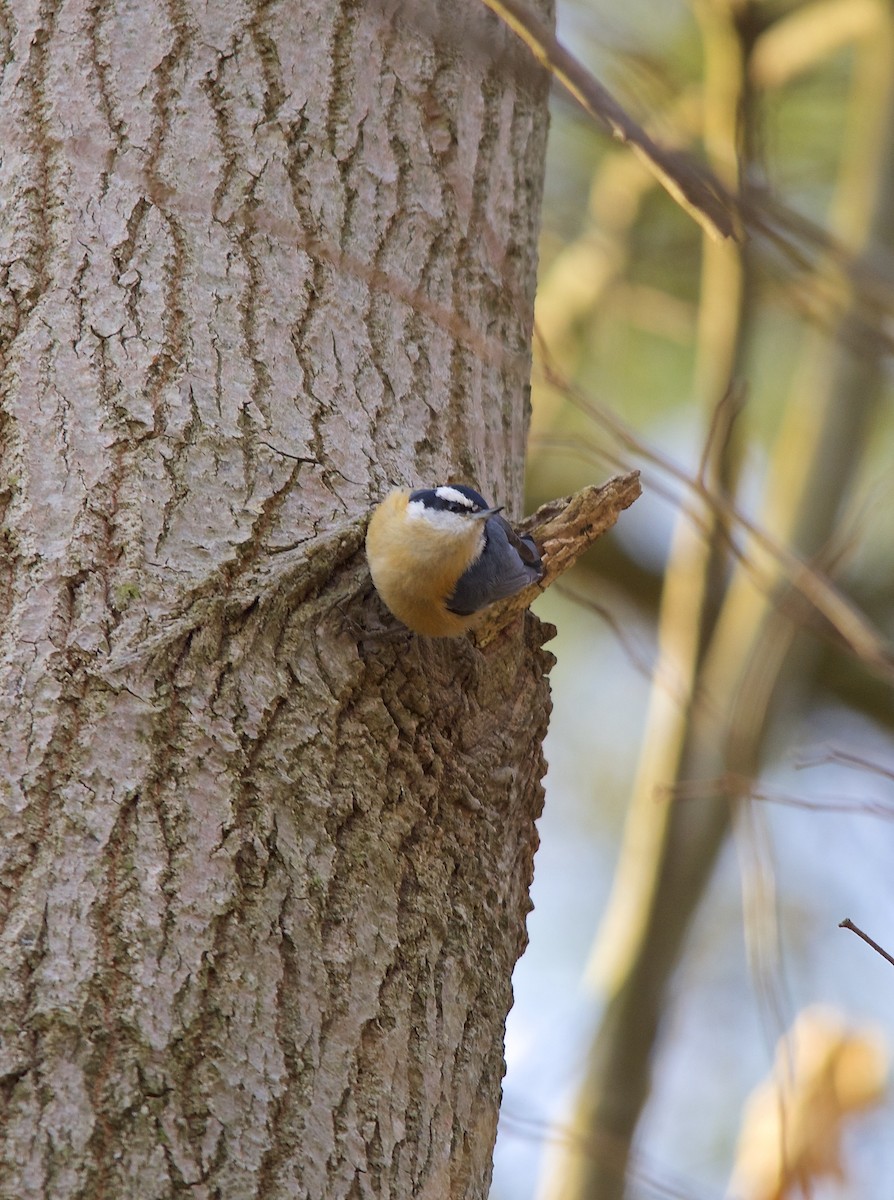 Red-breasted Nuthatch - ML279179311