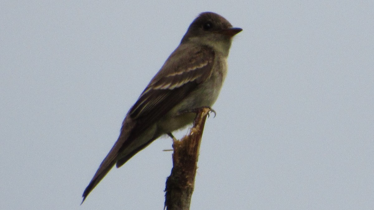 Eastern Wood-Pewee - ML279179831