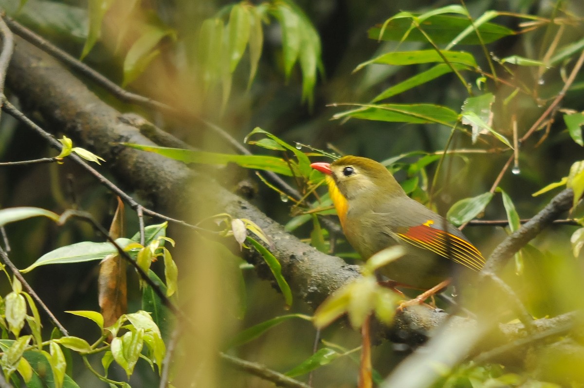 Red-billed Leiothrix - ML279181171