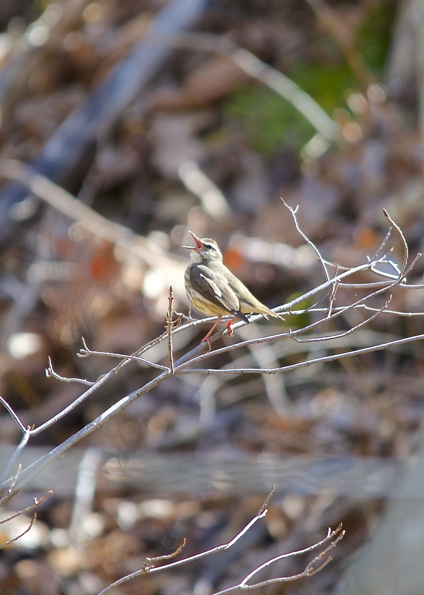 Louisiana Waterthrush - ML279181231