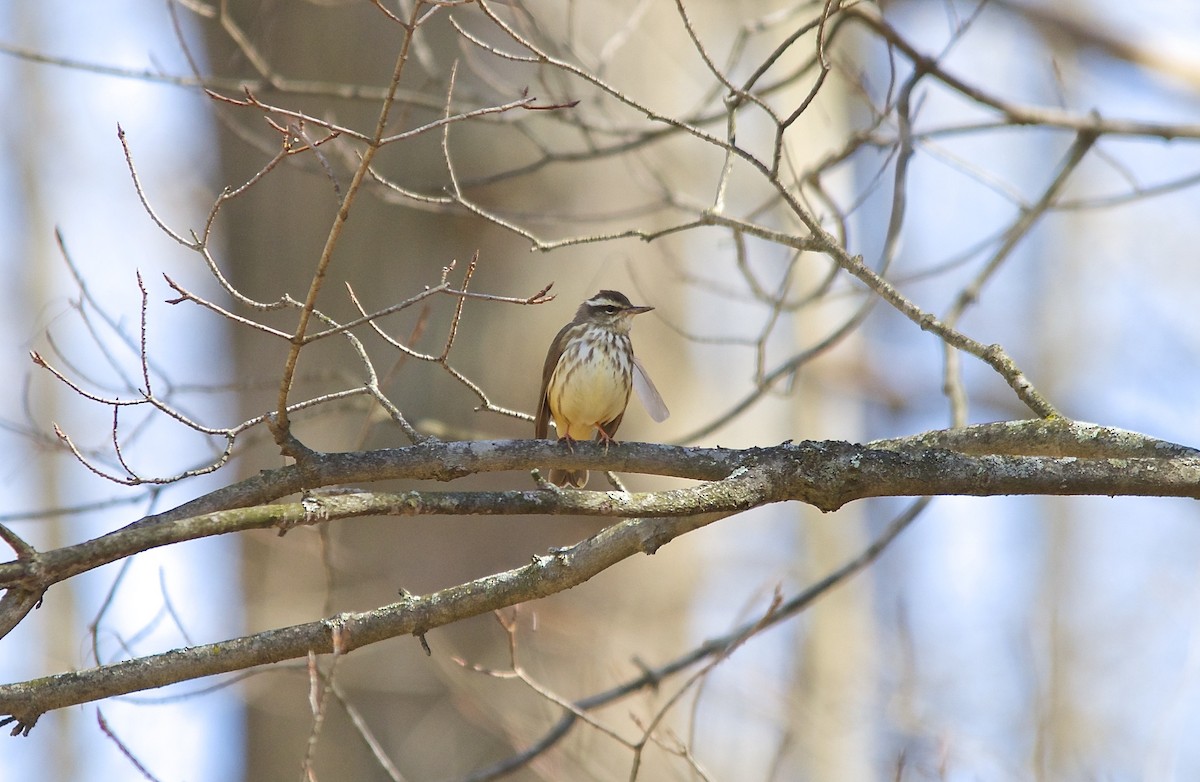 Louisiana Waterthrush - ML279181241