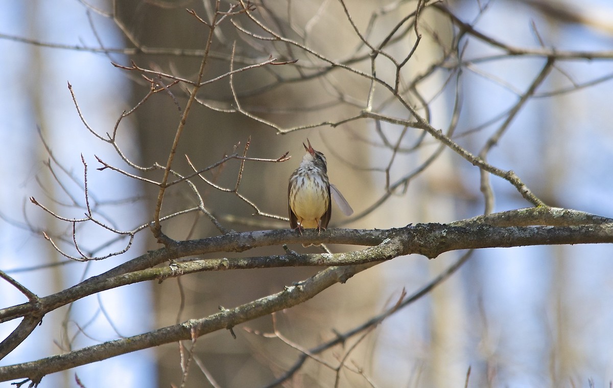 Louisiana Waterthrush - ML279181251