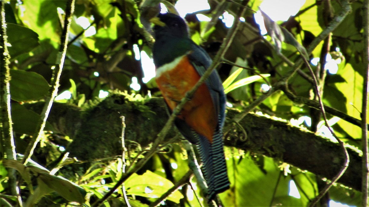 Collared Trogon - ML279181281