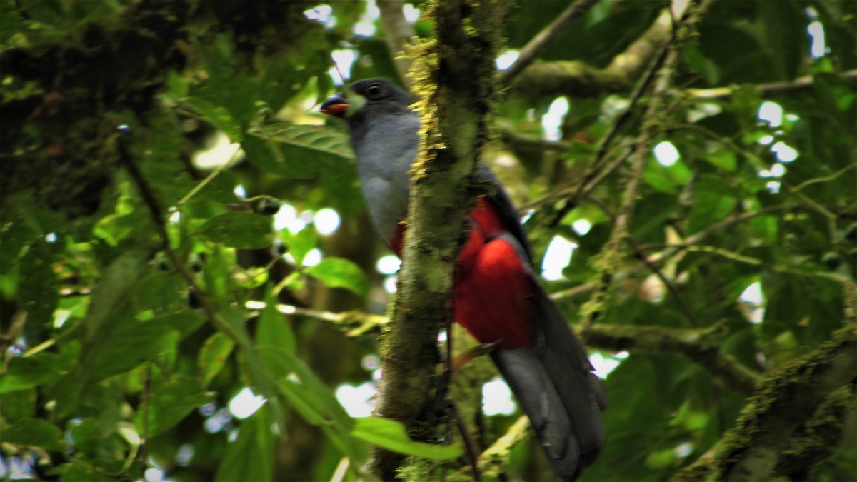 Slaty-tailed Trogon - ML279182361