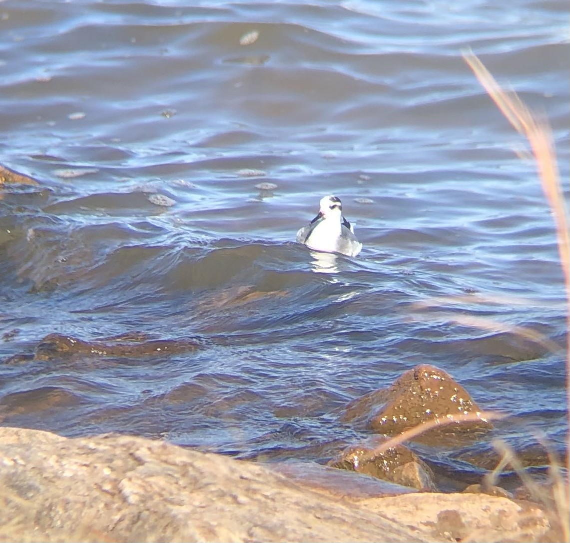 Red Phalarope - Braden Farris