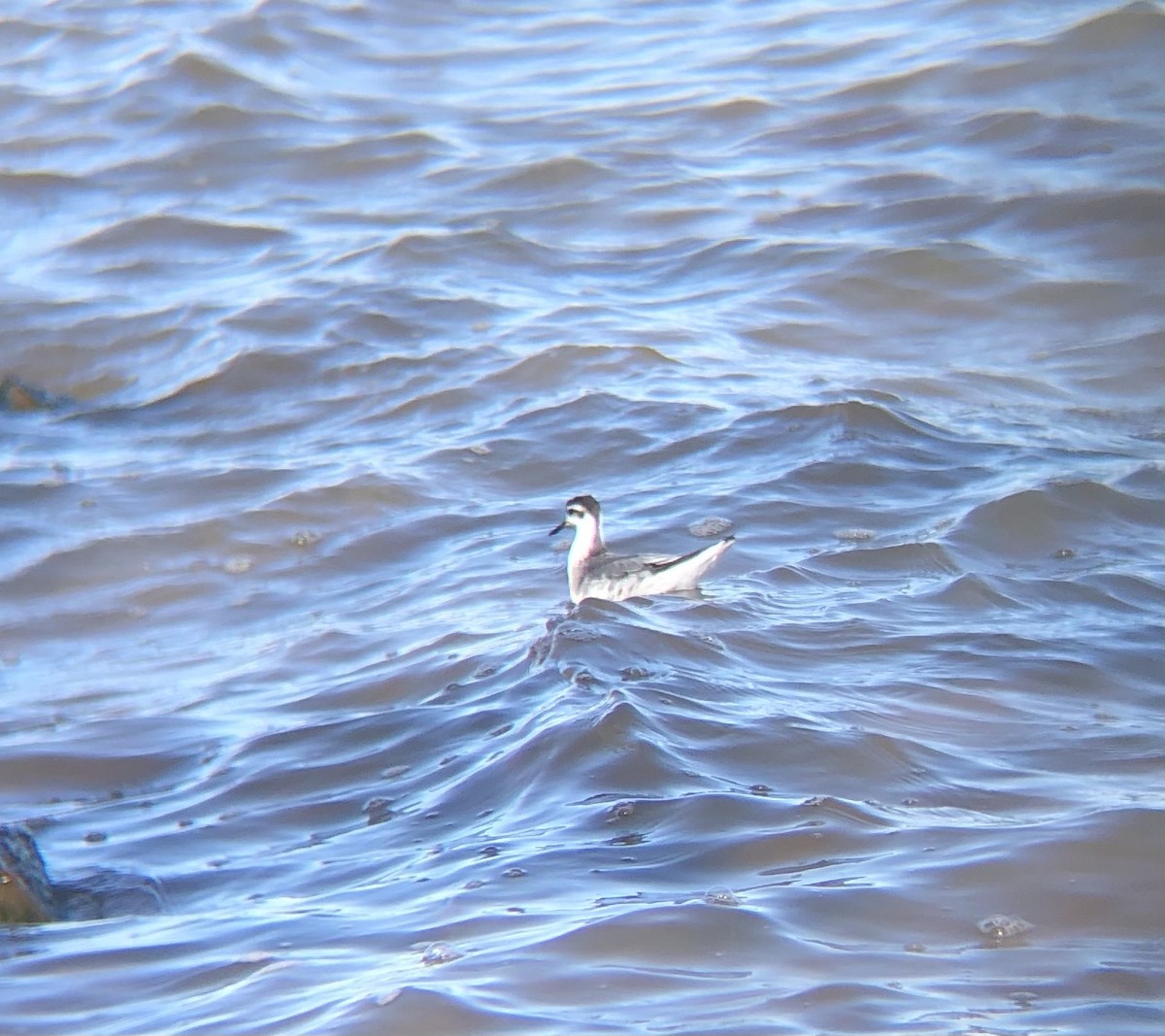 Red Phalarope - Braden Farris