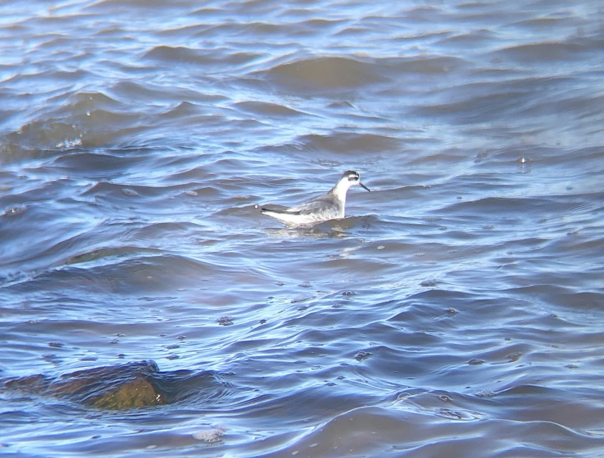 Red Phalarope - Braden Farris