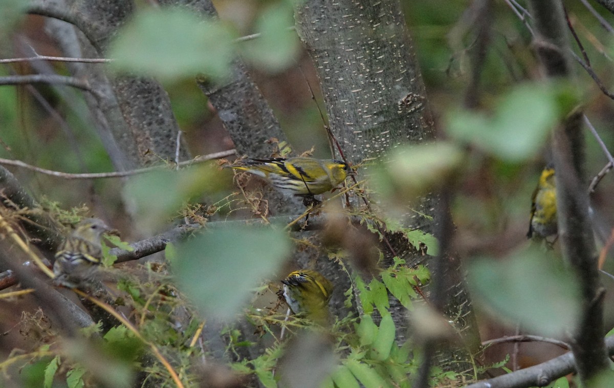 Eurasian Siskin - Rui Caratão